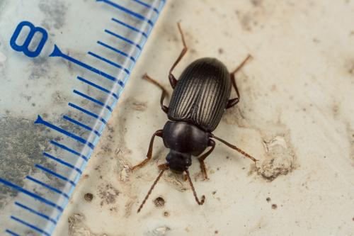Réf. 249 143 : Nalassus sp.